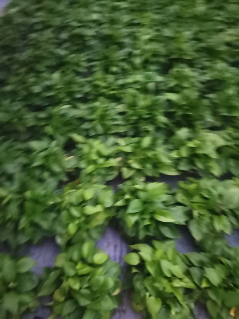 绿萝