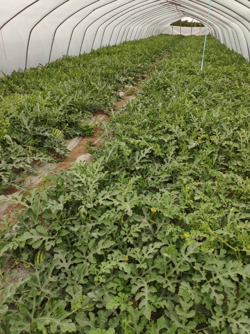 精品西瓜支持拿样
