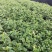 花叶假连翘各种规格基地大量现货供应，欢迎各位客户咨询