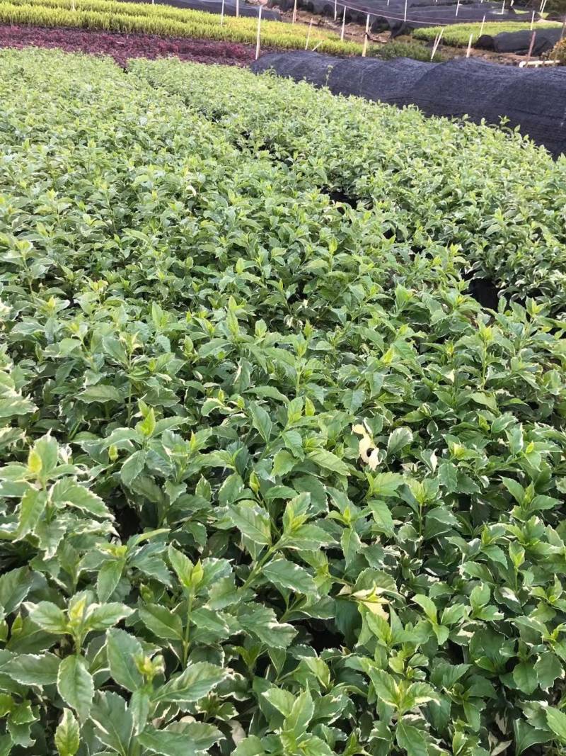花叶假连翘各种规格基地大量现货供应，欢迎各位客户咨询
