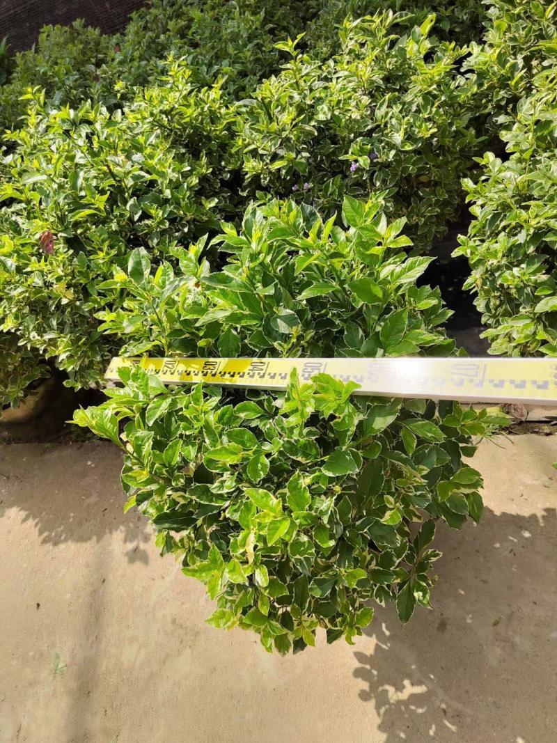 花叶假连翘各种规格基地大量现货供应，欢迎各位客户咨询