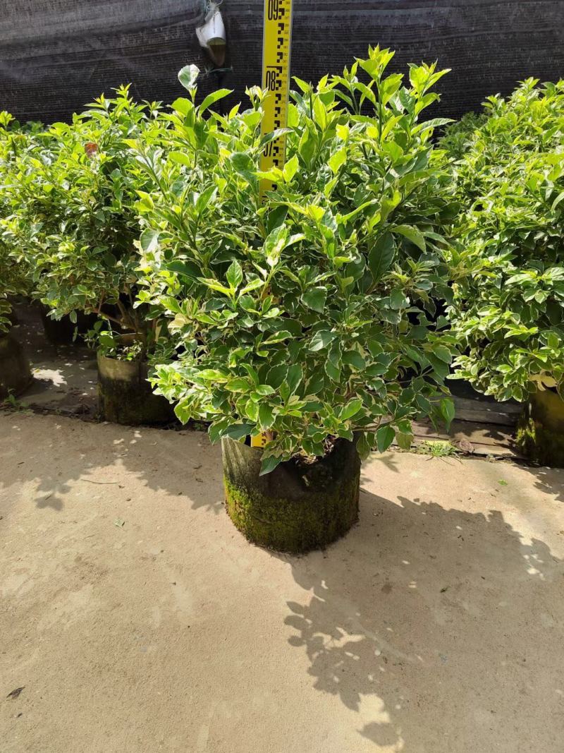 花叶假连翘各种规格基地大量现货供应，欢迎各位客户咨询