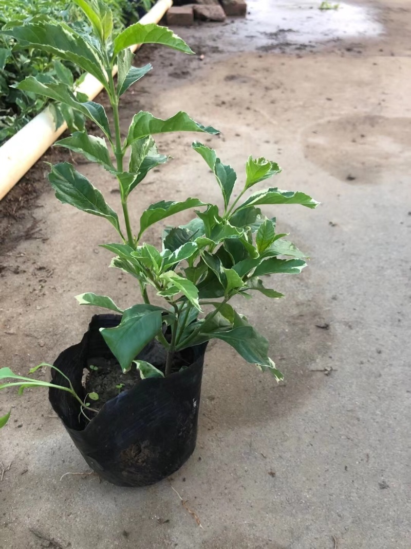花叶假连翘各种规格基地大量现货供应，欢迎各位客户咨询