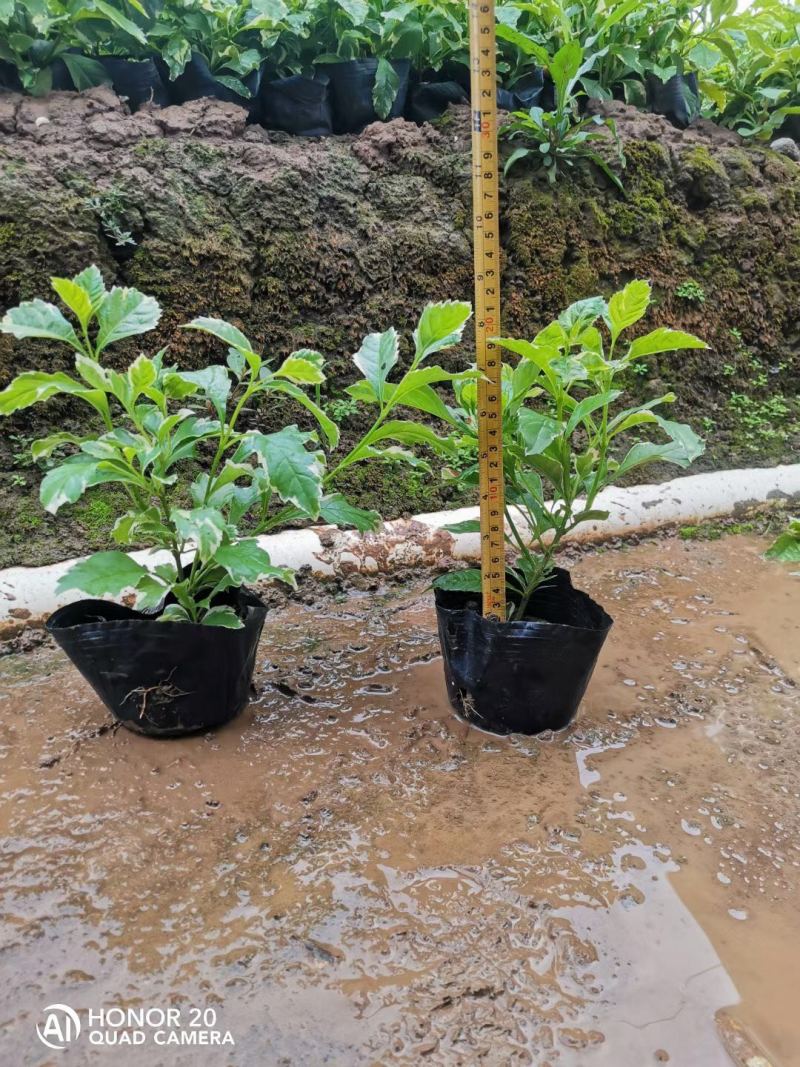 花叶假连翘各种规格基地大量现货供应，欢迎各位客户咨询