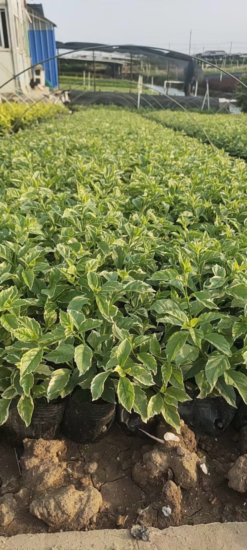花叶假连翘各种规格基地大量现货供应，欢迎各位客户咨询