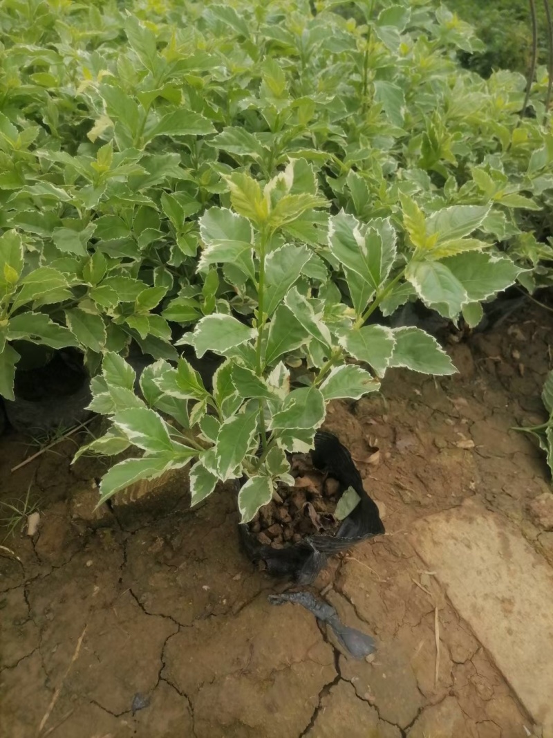 花叶假连翘各种规格基地大量现货供应，欢迎各位客户咨询