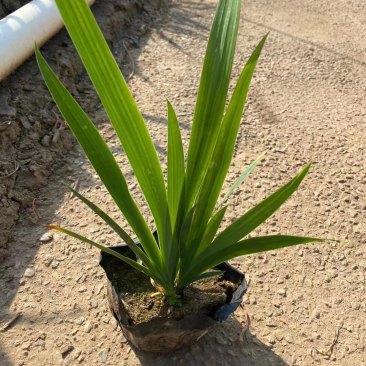 射干各种规格基地大量现货供应，欢迎各位客户咨询