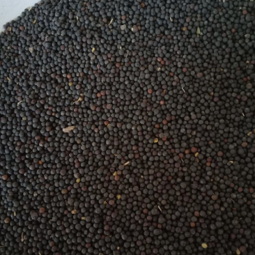 油菜籽厂家批发菜籽油菜籽高芥酸油菜籽出油率高