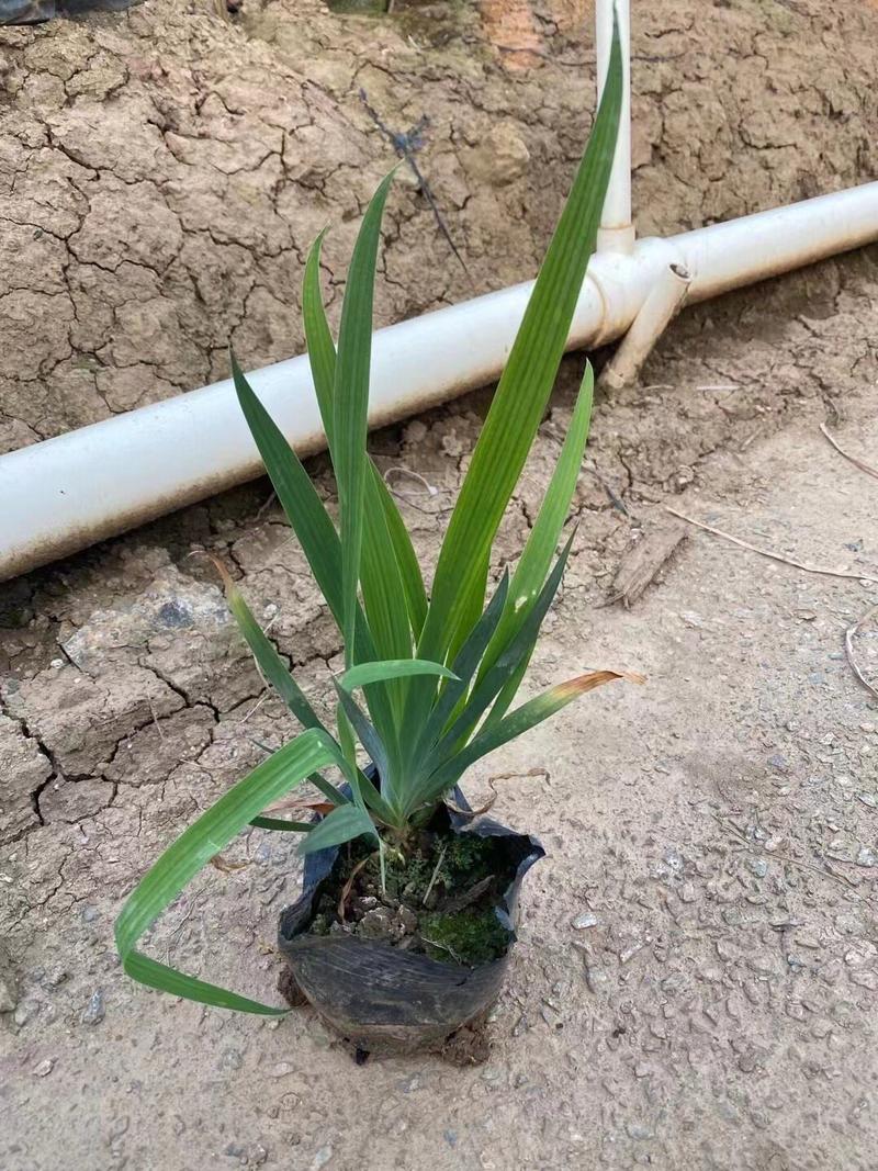 射干各种规格基地大量现货供应，欢迎各位客户咨询