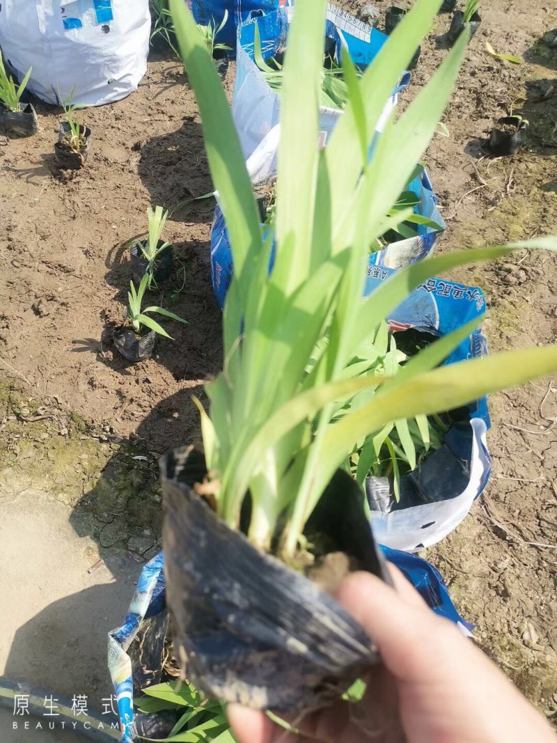 射干各种规格基地大量现货供应，欢迎各位客户咨询