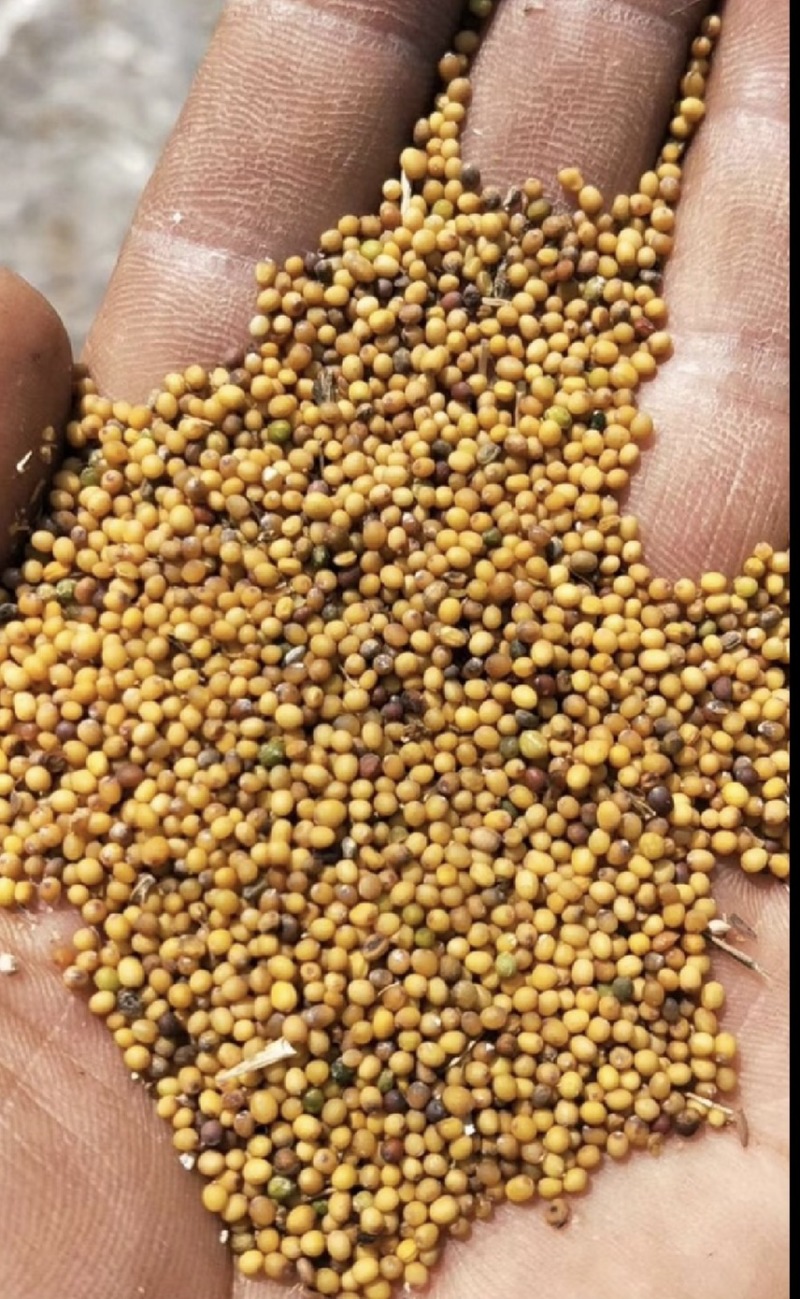 油菜籽厂家批发菜籽油菜籽高芥酸油菜籽出油率高