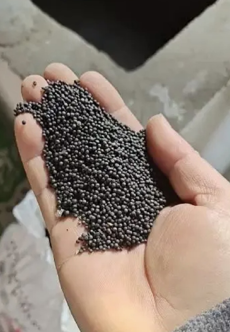 油菜籽厂家批发菜籽油菜籽高芥酸油菜籽出油率高