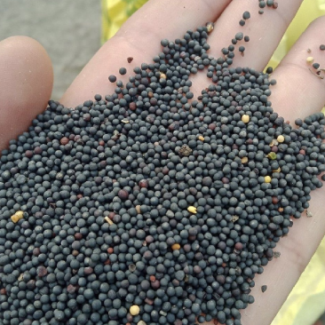 油菜籽大量出售新菜籽出油率高油菜籽黄菜籽菜籽厂家