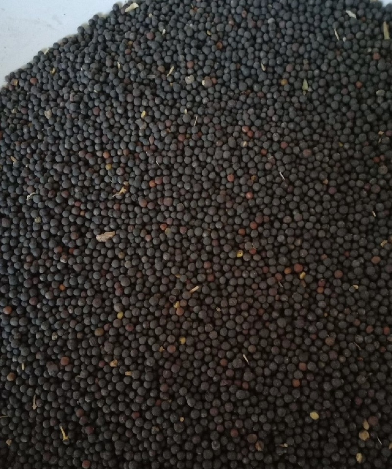 油菜籽大量出售新菜籽出油率高油菜籽黄菜籽菜籽厂家