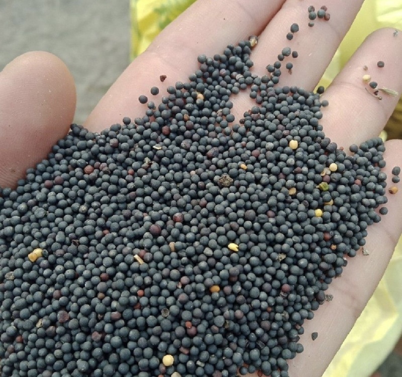 油菜籽大量出售新菜籽出油率高油菜籽黄菜籽菜籽厂家