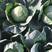 华州甘蓝白菜白萝卜大量上市质量保证价位合适。