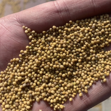 黄菜籽大量供应出油率高颗粒饱满质量保证厂家油菜籽