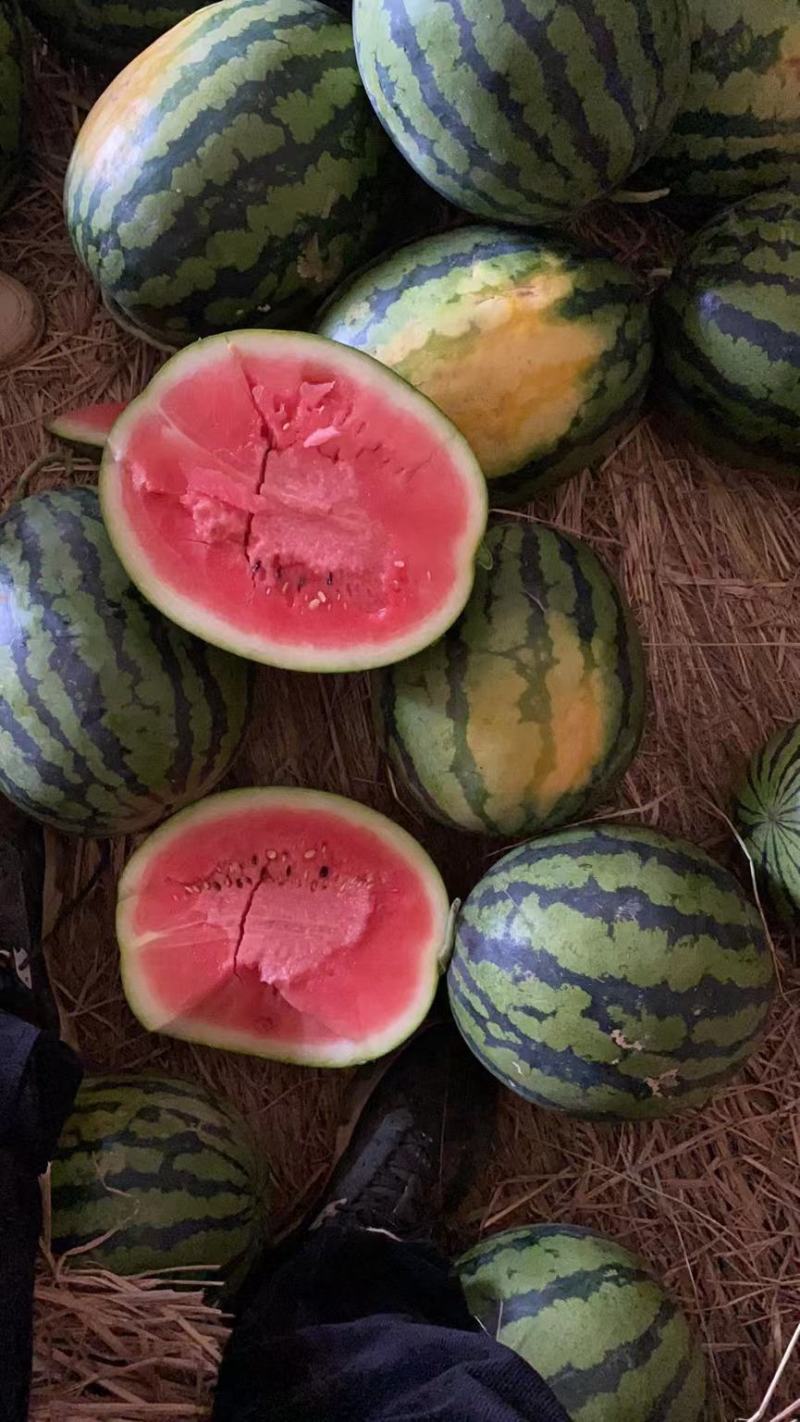 定边甜王西瓜大量供应，价格便宜，物美价廉