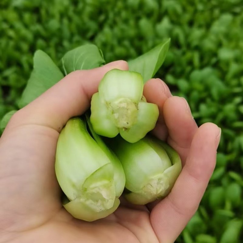 【优选】精品安徽上海青小油菜【常年供货，产地直发，