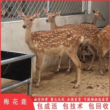 鹿苗小鹿苗梅花鹿种鹿鹿产品批发，品质保证，包教养殖技术
