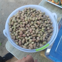 新鲜桑葚，鲜桑葚基地寻求加工商.