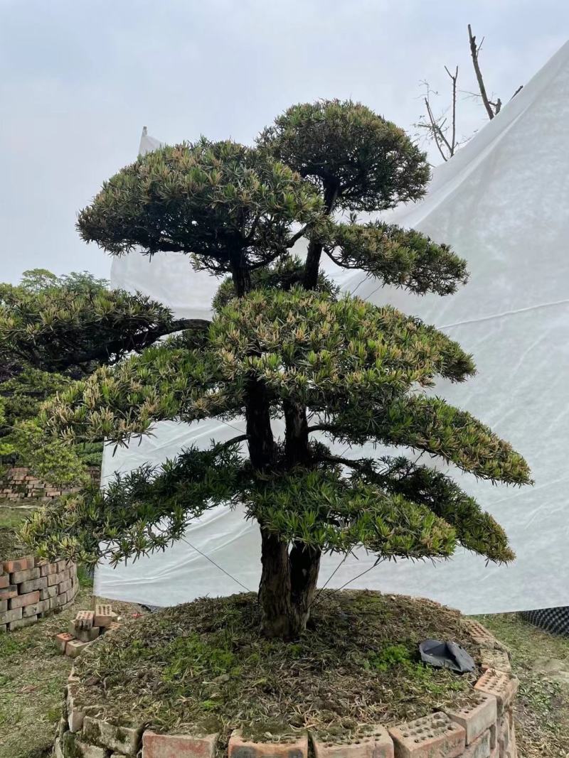 造型罗汉松各种类型选择多自有苗圃国产进口罗汉松