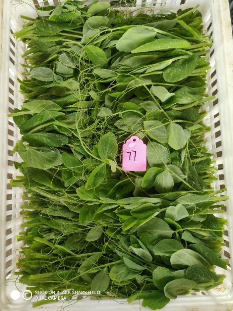 精品豌豆苗四川基地一手货源品质保证诚信经营欢迎选购