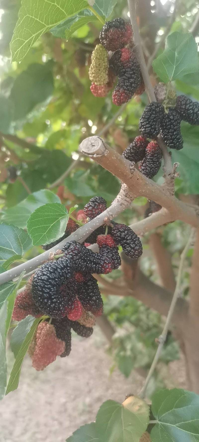 新鲜桑葚，鲜桑葚基地寻求加工商.