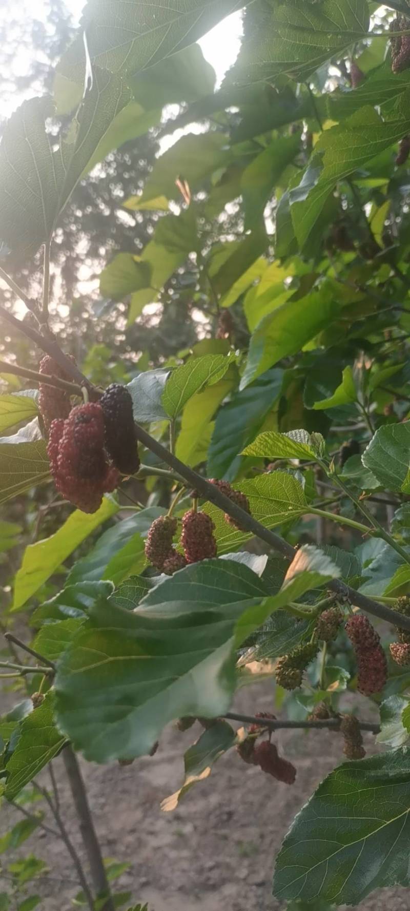 新鲜桑葚，鲜桑葚基地寻求加工商.