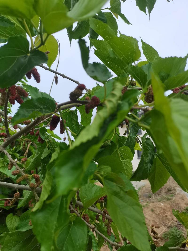 新鲜桑葚，鲜桑葚基地寻求加工商.