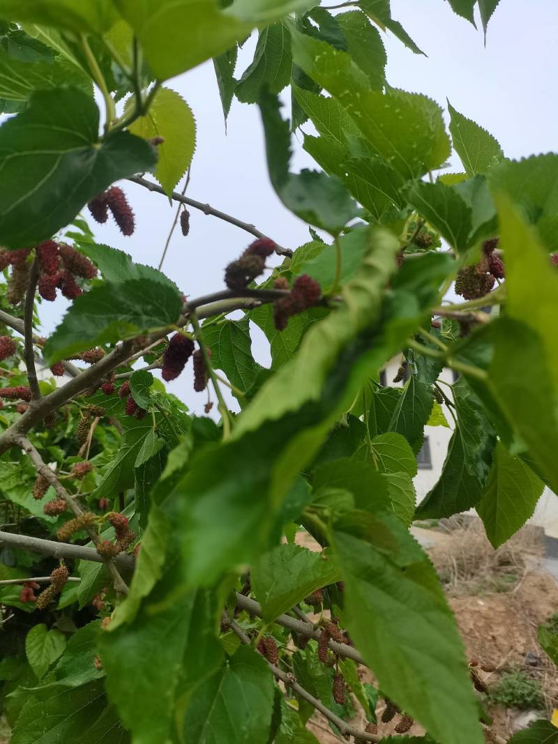 新鲜桑葚，鲜桑葚基地寻求加工商.