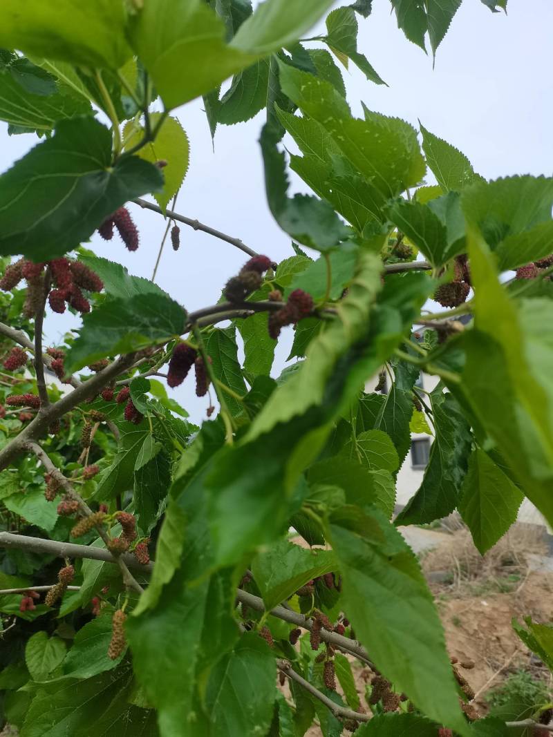 新鲜桑葚，鲜桑葚基地寻求加工商.