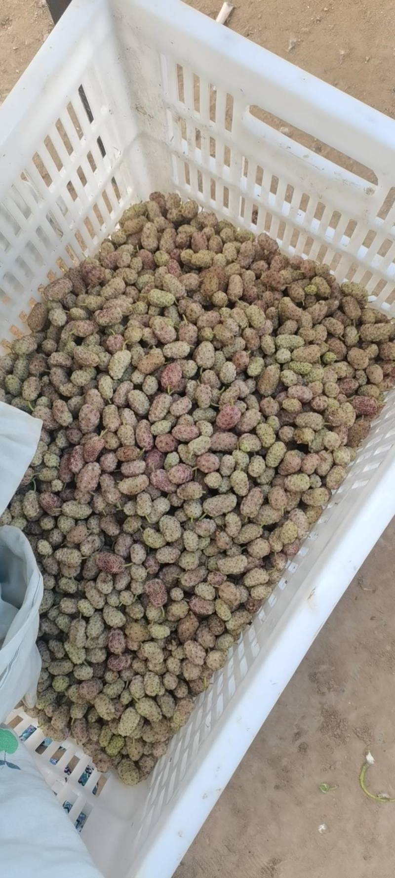 新鲜桑葚，鲜桑葚基地寻求加工商.