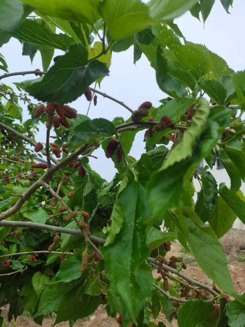 新鲜桑葚，鲜桑葚基地寻求加工商.