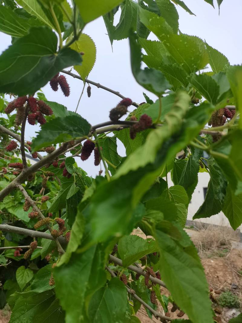 新鲜桑葚，鲜桑葚基地寻求加工商.