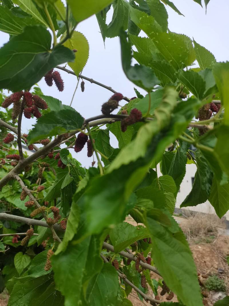 新鲜桑葚，鲜桑葚基地寻求加工商.
