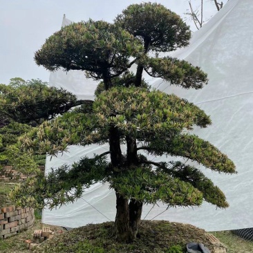 造型罗汉松各种类型选择多自有苗圃国产进口罗汉松