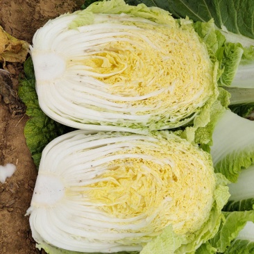 黄心大白菜加工厂白菜脱水厂大白菜
