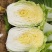 黄心大白菜加工厂白菜脱水厂大白菜