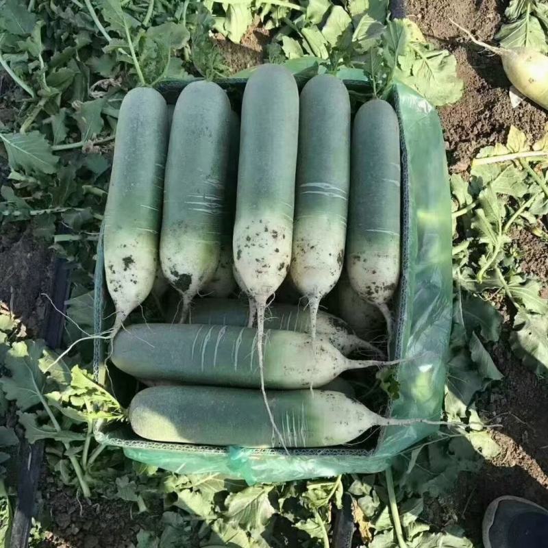 黄心大白菜加工厂白菜脱水厂大白菜