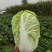 黄心大白菜加工厂白菜脱水厂大白菜