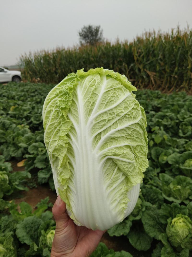 黄心大白菜加工厂白菜脱水厂大白菜