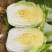 黄心大白菜加工厂白菜脱水厂大白菜