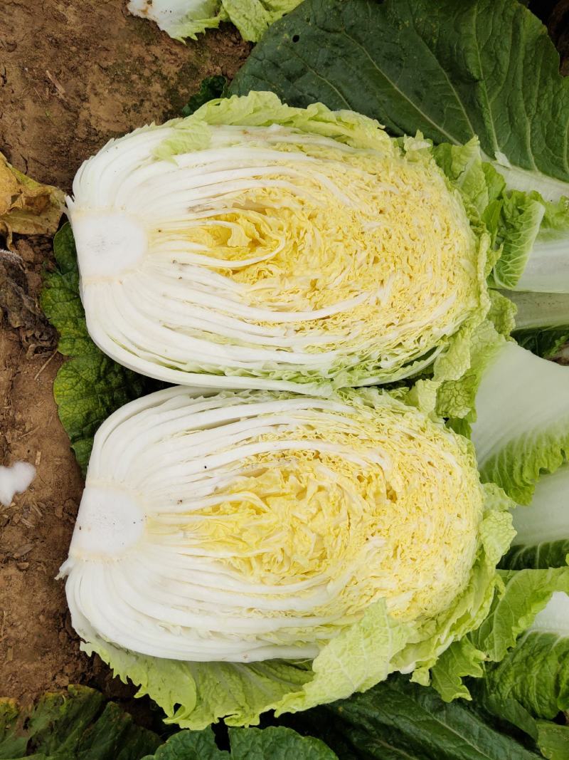 黄心大白菜加工厂白菜脱水厂大白菜