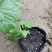 瓜蒌苗正在栽培中