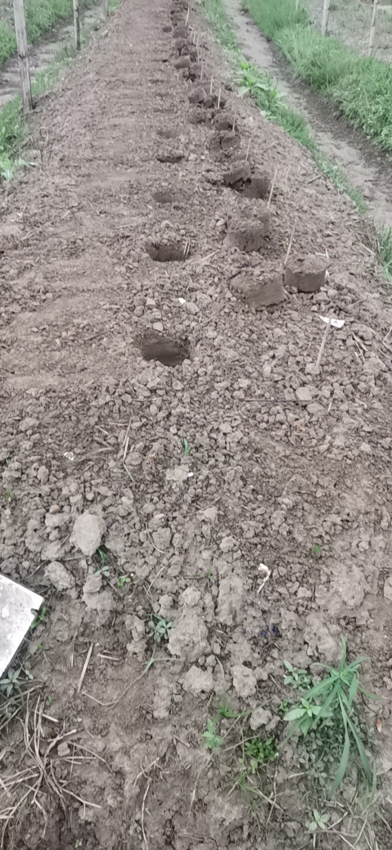 瓜蒌苗正在栽培中