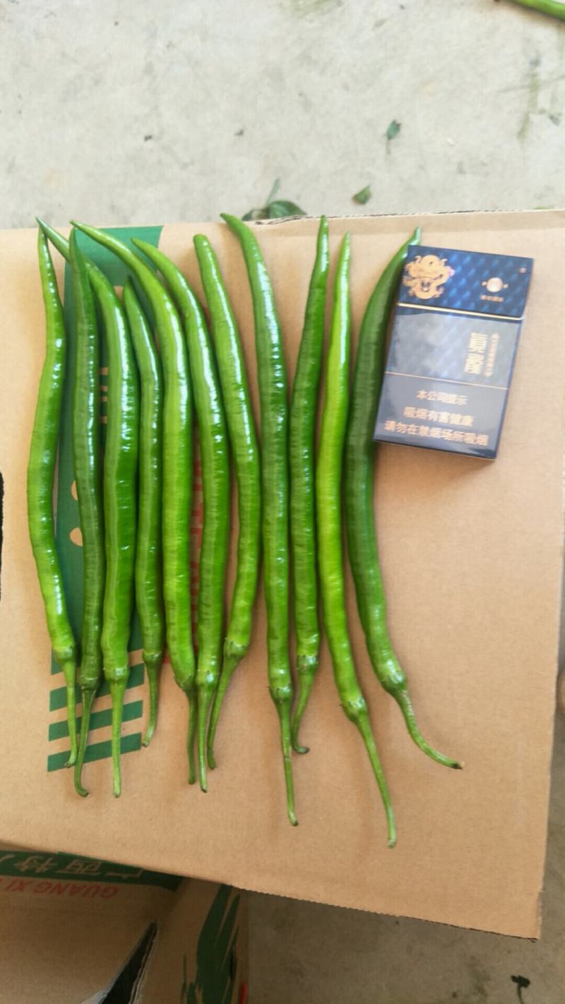 广西钦州八号线椒，低价抛售，靓货。