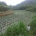 广西钦州八号线椒，低价抛售，靓货。