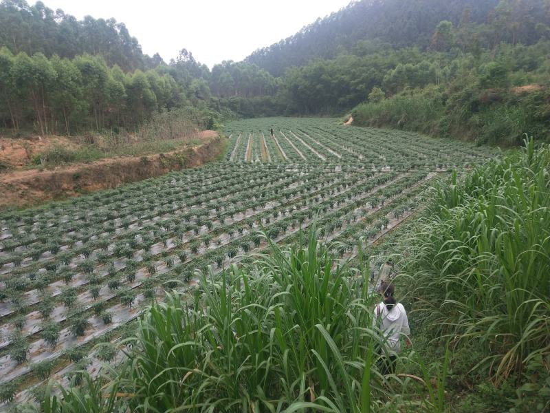 广西钦州八号线椒，低价抛售，靓货。
