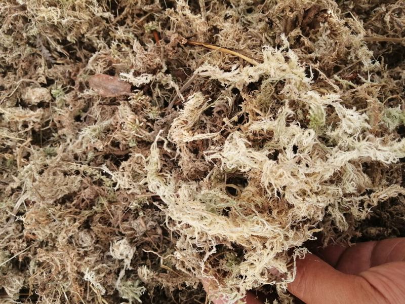 现货两吨野生海花草
